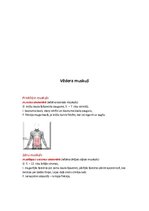 Konspekts 'Rumpja muskulatūra', 6.