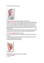 Konspekts 'Rumpja muskulatūra', 7.