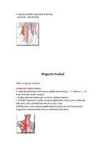 Konspekts 'Rumpja muskulatūra', 8.