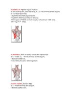 Konspekts 'Rumpja muskulatūra', 9.