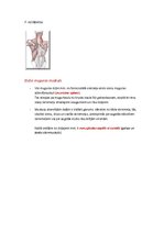 Konspekts 'Rumpja muskulatūra', 10.