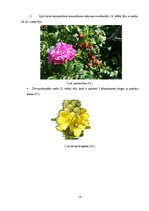 Diplomdarbs 'Saaukstēšanās slimības un to profilakse', 14.