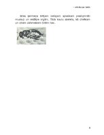 Referāts 'Bišu saimes dzīve', 9.