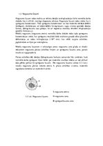 Konspekts 'Metālu makro un mikro struktūras analīze, lūzumu pētīšana', 5.