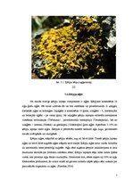 Referāts 'Simbioze - sēne, aļģe', 7.