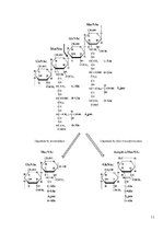Referāts 'Acs primārais aizsargmehānisms - lizocīma peptidoglikāna šķelšana', 11.