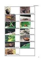 Referāts 'Vaboles', 10.