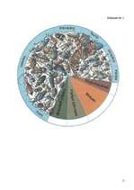 Referāts 'Vaboles', 11.