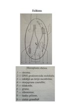 Konspekts 'Šūnas uzbūve', 3.