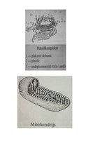 Konspekts 'Šūnas uzbūve', 4.