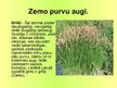 Prezentācija 'Purva augi', 4.