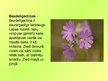 Prezentācija 'Purva augi', 5.