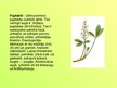 Prezentācija 'Purva augi', 9.