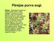 Prezentācija 'Purva augi', 12.