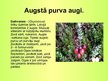 Prezentācija 'Purva augi', 17.