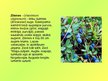Prezentācija 'Purva augi', 22.