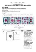 Paraugs 'Šūnu dzīves cikla izpēte sīpola sakņu veidotājaudos', 1.