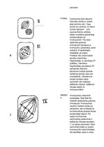 Paraugs 'Šūnu dzīves cikla izpēte sīpola sakņu veidotājaudos', 2.