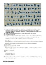 Paraugs 'Šūnu dzīves cikla izpēte sīpola sakņu veidotājaudos', 4.