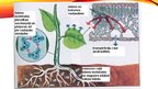 Prezentācija 'Vielu transports augos', 5.