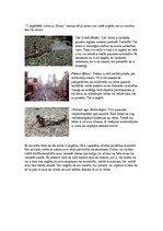 Prezentācija 'Piecas skaistākās un trīs neglītākās vietas Zemes', 2.