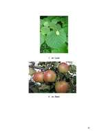 Referāts 'Sēklaugi', 13.