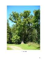 Referāts 'Sēklaugi', 14.