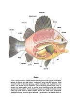 Referāts 'Zivju raksturojums', 14.
