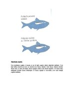 Referāts 'Zivju raksturojums', 16.