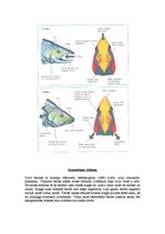Referāts 'Zivju raksturojums', 17.