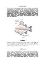 Referāts 'Zivju raksturojums', 18.