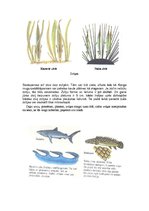 Referāts 'Zivju raksturojums', 20.