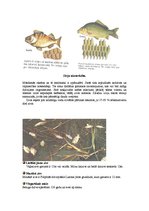 Referāts 'Zivju raksturojums', 21.