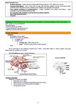Konspekts 'Psihofizioloģija', 11.