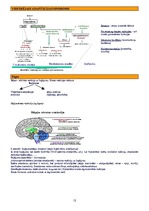 Konspekts 'Psihofizioloģija', 13.