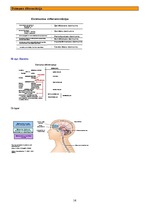 Konspekts 'Psihofizioloģija', 14.