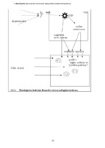 Konspekts 'Psihofizioloģija', 18.