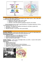 Konspekts 'Psihofizioloģija', 20.