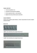 Paraugs 'Sirds fizioloģija', 2.