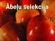 Prezentācija 'Ābeļu selekcija', 1.