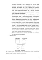 Prakses atskaite 'Ģimenes struktūras analīze', 3.