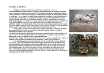 Prezentācija 'Anrī Ruso', 3.