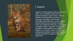 Prezentācija 'Dienvidamerika - augi un dzīvnieki', 9.