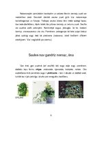 Referāts 'Balkonpuķes', 5.