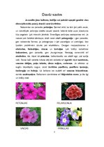 Referāts 'Balkonpuķes', 7.