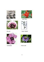 Referāts 'Balkonpuķes', 8.