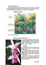 Referāts 'Tropiskie meži', 3.