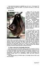 Referāts 'Tropiskie meži', 4.