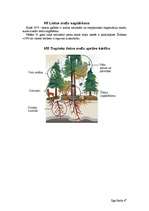 Referāts 'Tropiskie meži', 7.