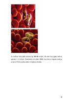 Referāts 'Medicīniskā parazitoloģija. Helmintozes', 20.